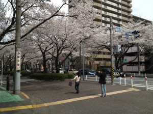 相模原市役所さくら通りの桜